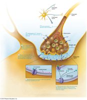 Transmission at chemical synapses