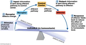 Homeostatic regulation feedback loop