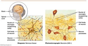 Diagram and photomicrograph of nervous tissue