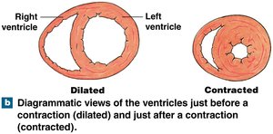 Diagrammatic views of the ventricles just before a contraction (dilated) and just after a contraction (contracted).