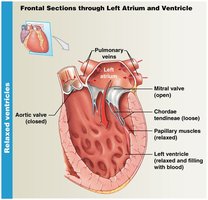 Frontal section through left atrium and ventricle, showing relaxed ventricles with open mitral valve and closed aortic valve.