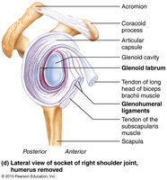 Lateral view of socket of right shoulder joint, humerus removed