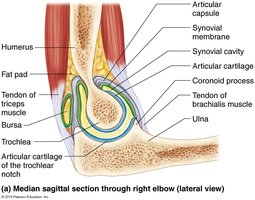Median sagittal section through right elbow (lateral view)