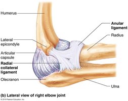 Sagittal section through the right knee joint
