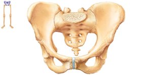 Pelvic girdle, labeled
