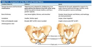 Comparison of the Male and Female Pelves