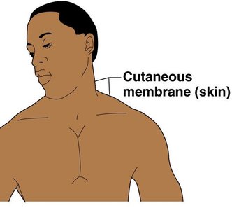 Cutaneous membrane (skin)