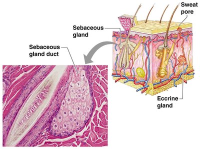 Sebaceous gland and its duct