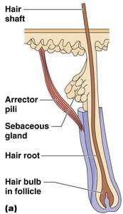 Longitudinal section of a hair in its follicle