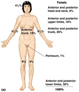 Rule of Nines for burn assessment
