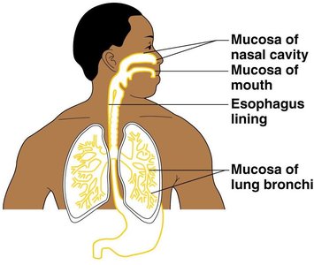 Mucous membranes in the body