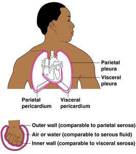 Serous membranes around heart and lungs