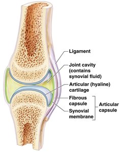 Structure of a synovial joint