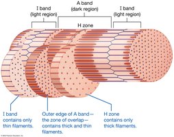 Three-dimensional structure of the sarcomere