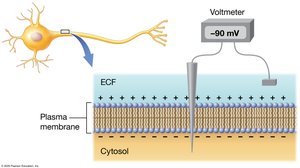 Voltage measurement across plasma membrane