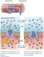 Ion gradients maintained by Na+/K+ pump