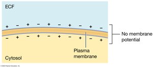 No membrane potential