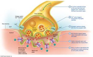 Excitation phase at NMJ