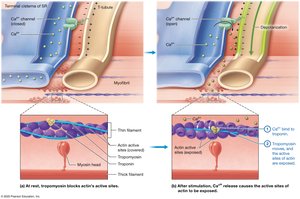 Preparation for contraction: regulatory events