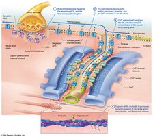 Process of muscle relaxation