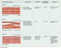 Comparison of muscle tissue types