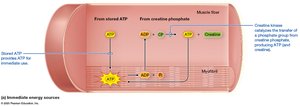 Immediate energy sources for muscle fibers