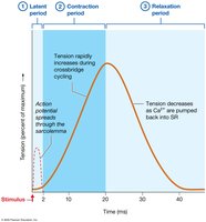 Myogram of a twitch contraction