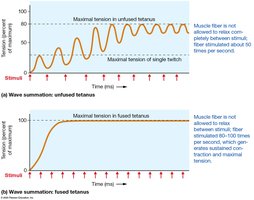 Wave summation: unfused and fused tetanus