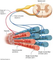 Motor unit structure