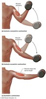 Types of muscle contractions