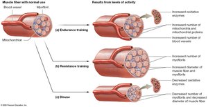 Adaptive changes of muscle fibers