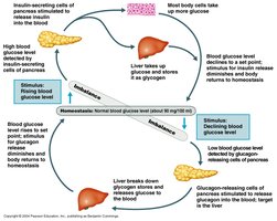 Negative feedback: blood glucose regulation
