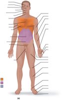Anterior regional terms