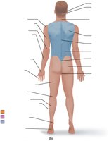 Posterior regional terms