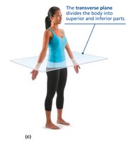 Transverse plane