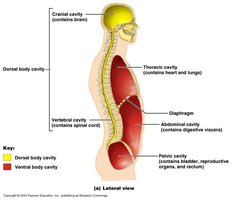 Body cavities lateral view