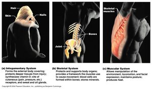 Integumentary, skeletal, and muscular systems