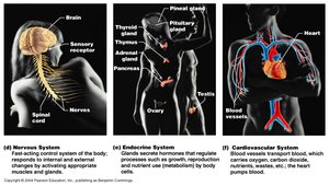 Nervous, endocrine, and cardiovascular systems