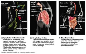 Lymphatic, respiratory, and digestive systems