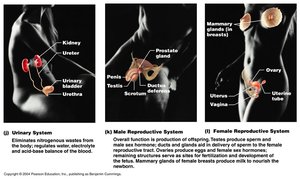 Urinary and reproductive systems