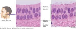 Stratified columnar epithelium