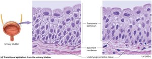 Transitional epithelium
