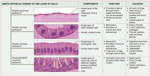 Summary of simple epithelial tissues