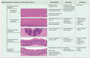 Summary of stratified epithelial tissues