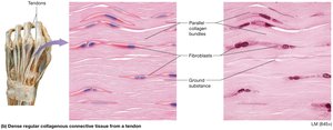 Dense regular connective tissue from tendon