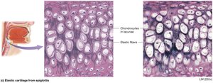 Elastic cartilage from epiglottis