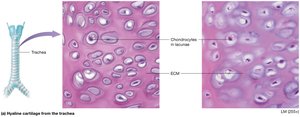 Hyaline cartilage from trachea