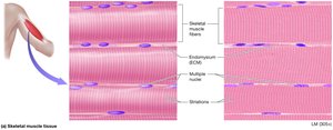 Skeletal muscle tissue