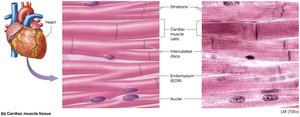 Cardiac muscle tissue