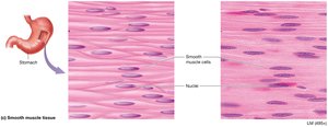 Smooth muscle tissue